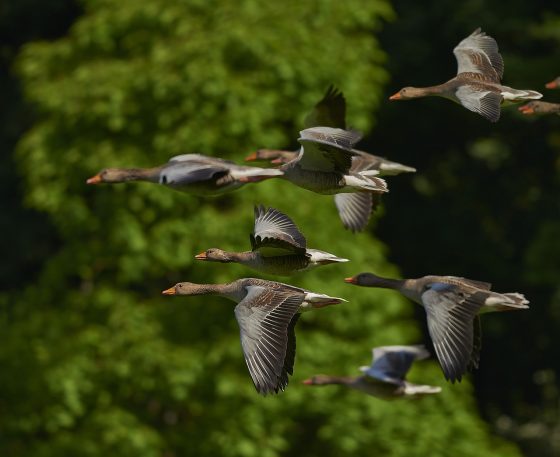 Dia Mundial das Aves Migratórias