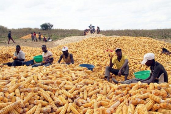 Dia Mundial da Alimentação